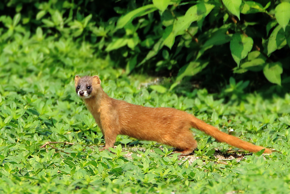 黄鼠狼报恩全集,黄鼠狼报恩