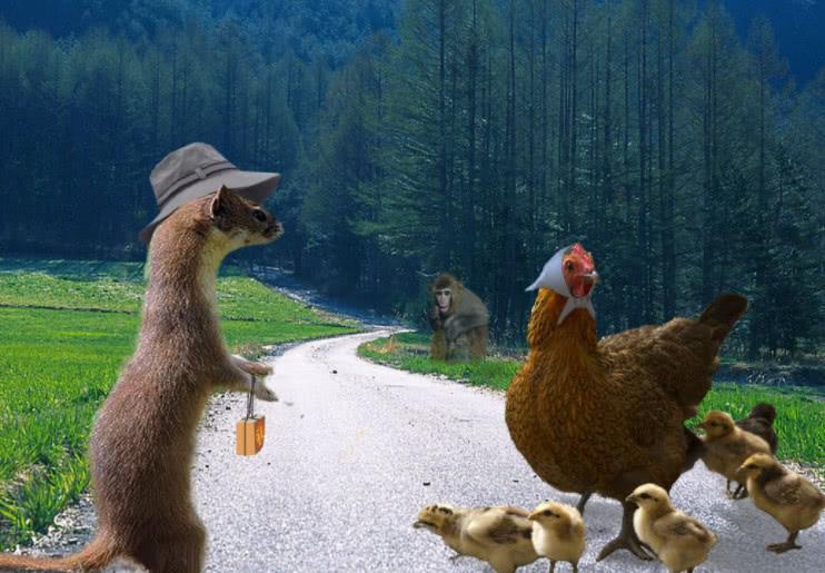 为什么不能杀黄鼠狼科学证明,黄鼠狼为什么不能杀科学解释