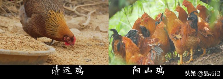 超有鸡味的阳山鸡,广东阳山鸡口感如何