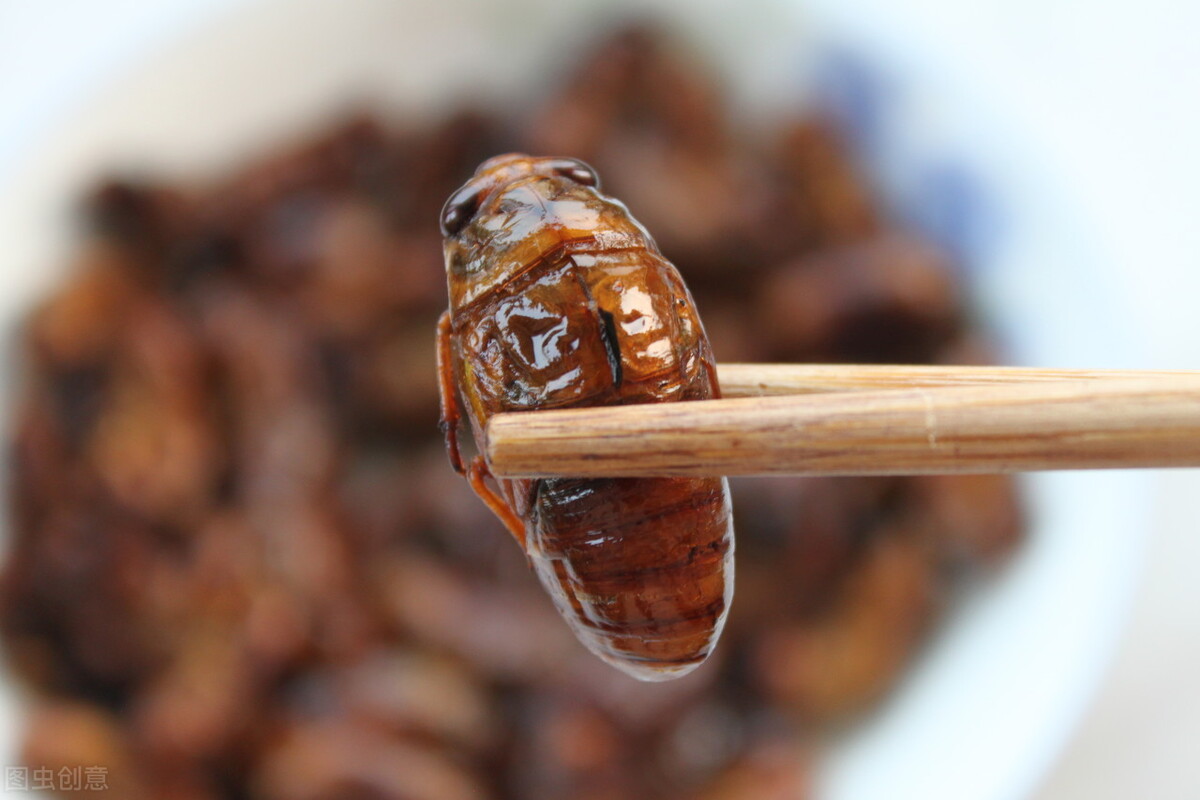 夏季常见的昆虫,夏季北方农村常见的昆虫