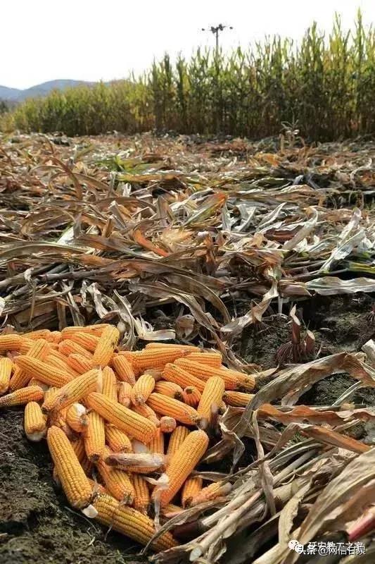 金太阳幼儿园校门,延安市甘泉谢金庄幼儿园