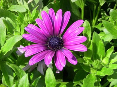 在花卉世界里，我最喜欢的20种美丽的花，花香花美