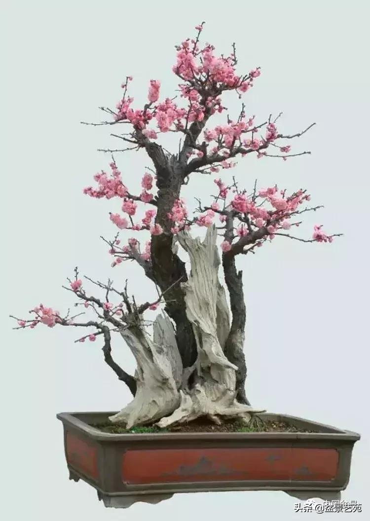 赏梅花十首最好的诗,最经典的梅花十绝