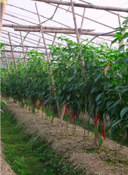 辣椒炭疽病又来了，叶片，果实受害严重？你需要加强以下6项管理