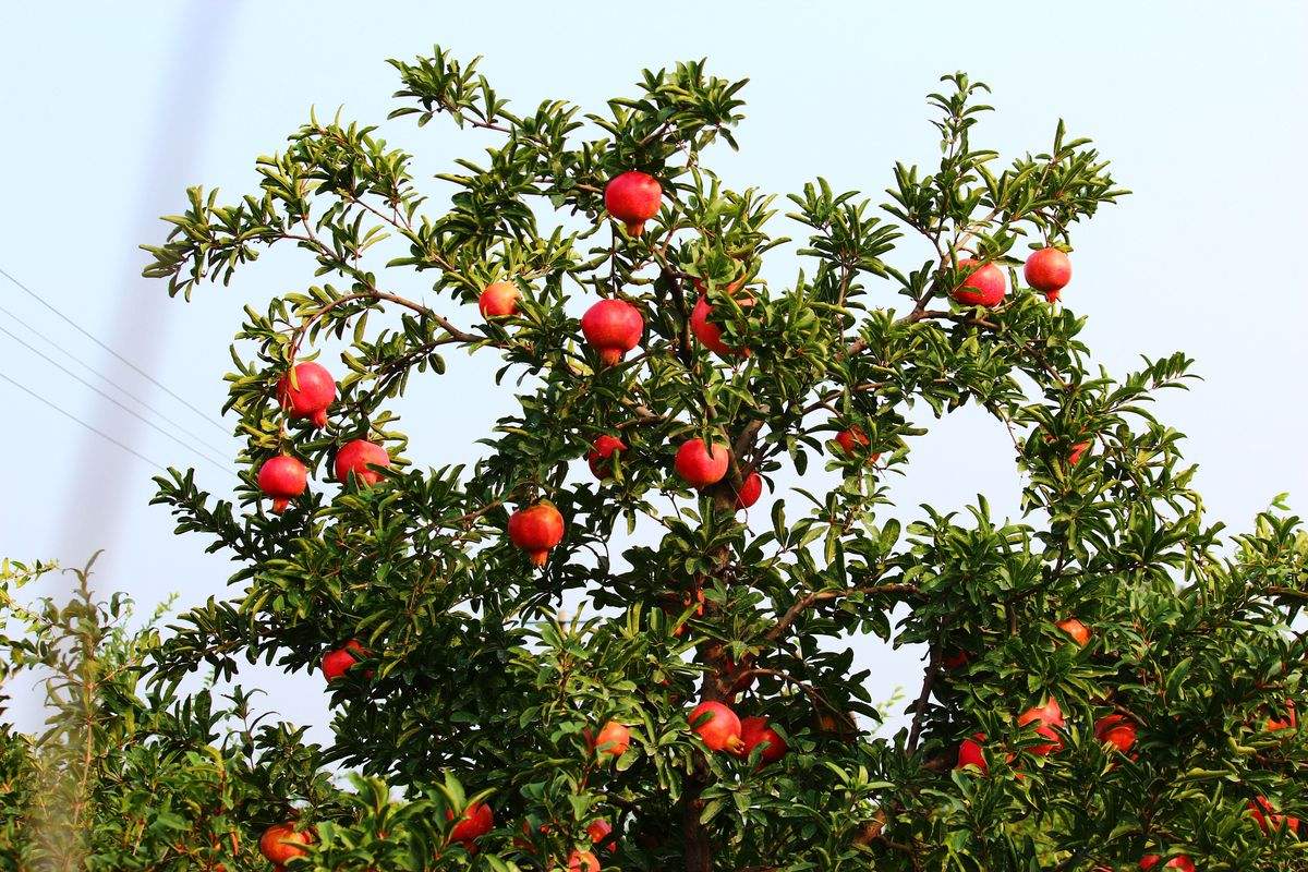 石榴盆景几月份拿弯最合适,石榴盆景要不要一直浇水