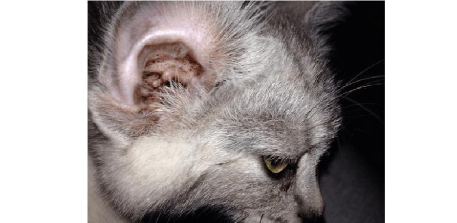 猫咪耳朵痒里面是湿的,猫咪耳朵痒伴有呕吐