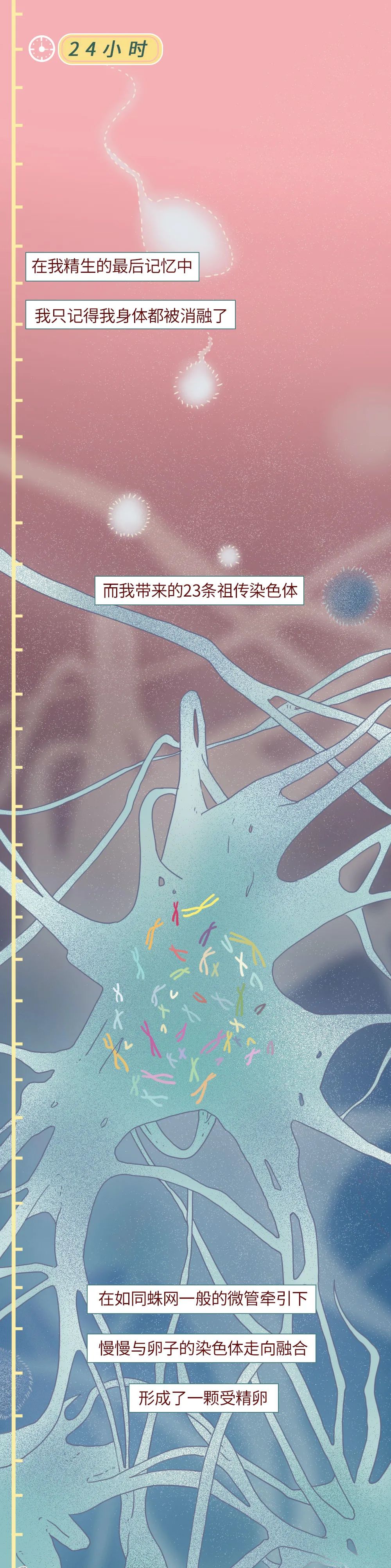 科普知识精子液化后的状态,男性精子在体内存活时间