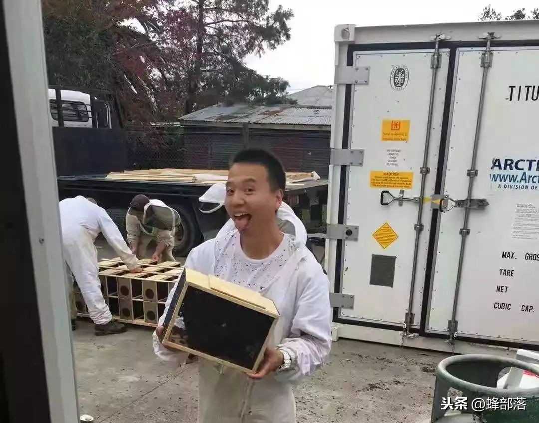 国内养蜂与国外养蜂的区别,中国蜂业与西方养蜂的区别