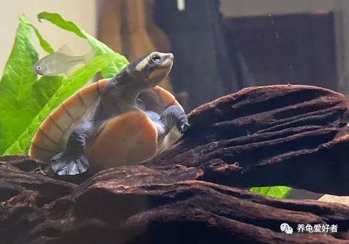 快要进入冬眠状态的乌龟都热醒了,龟冬眠醒了是怎么回事