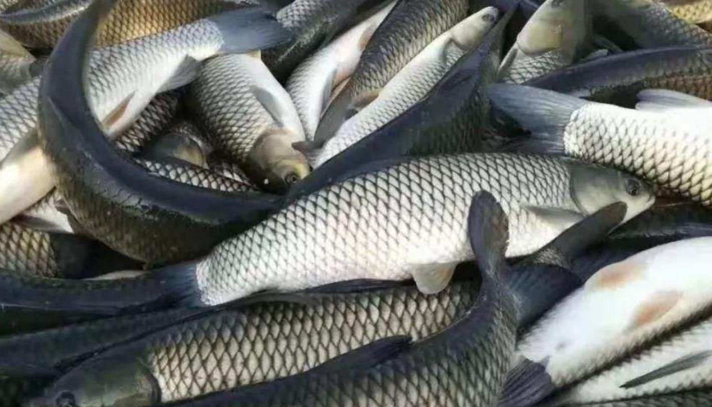 学会草鱼这种做法香气四溢超下饭,爱吃草鱼的一定要收藏这个做法