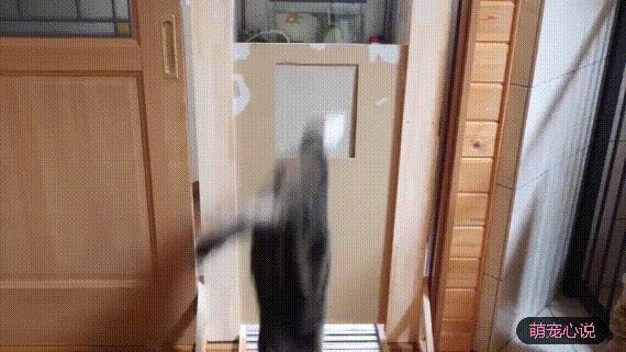 猫到底是不是用液体做的,猫咪到底是固体还是液体呢