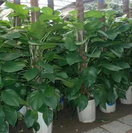 大叶绿萝黄叶咋回事怎么处理,大叶绿萝黄叶开裂要施硫酸亚铁吗