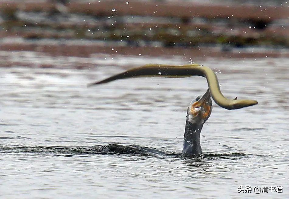 鳗鱼吃多了不舒服怎么办,鳗鱼吃不完怎么办