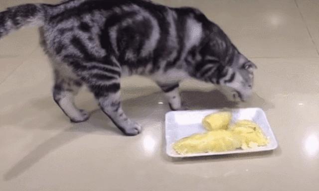 赌王派私人飞机买,蔡少芬怀孕也痴迷,凭啥它让*欲人**罢不能?