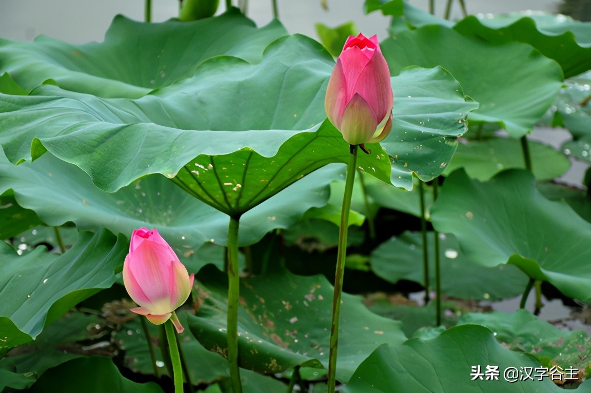 汉字植物课：大语文这样学，把与荷花有关知识及字词诗文一网打尽