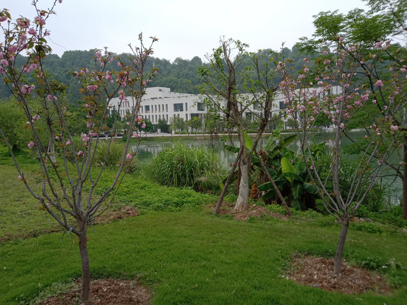 福州大学就像一座大公园，风景美到爆！最美的世界一流学科院校