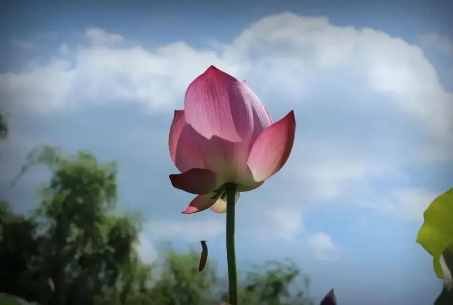 父爱如山谁言寸草心报得三春晖,谁言寸草心报得三春晖是给谁的