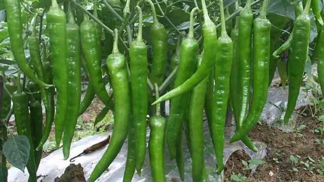 切菜时碰到辣椒很辣怎么缓解,切菜被辣椒辣到快速解辣方法