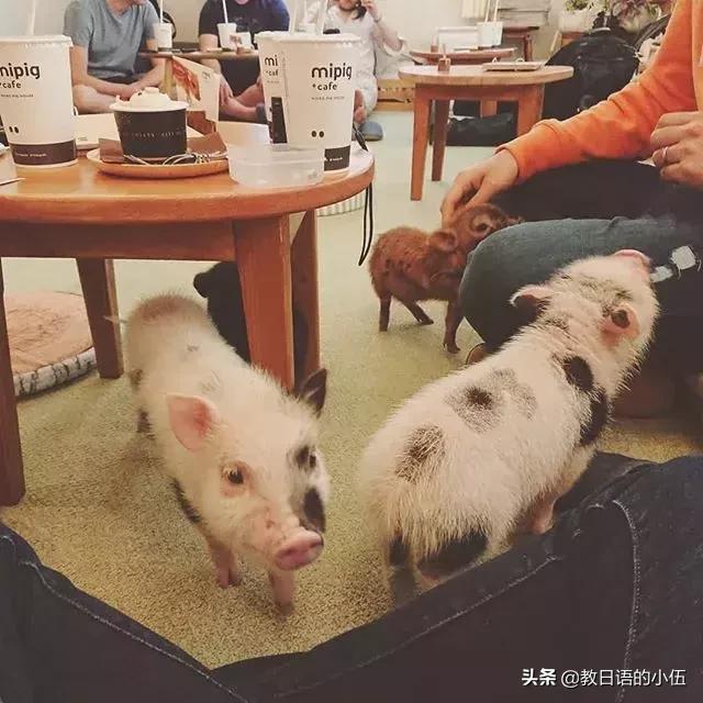 日本咖啡馆小猪馆 (日本首家小猪咖啡店受欢迎)