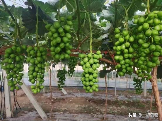 葡萄不成熟就萎缩变黑原因,葡萄不爱长新根是什么原因