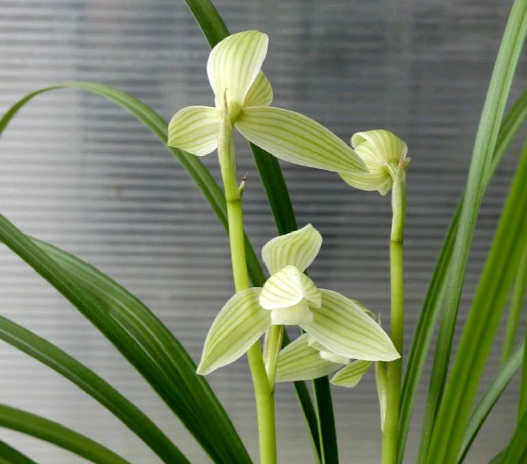 兰花分别有什么特点,兰花品种铁兰的养护