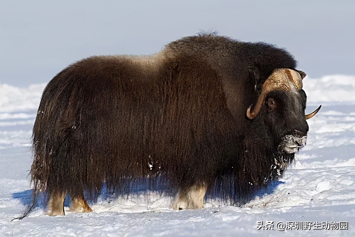 牛科动物的分类史,牛属动物分类