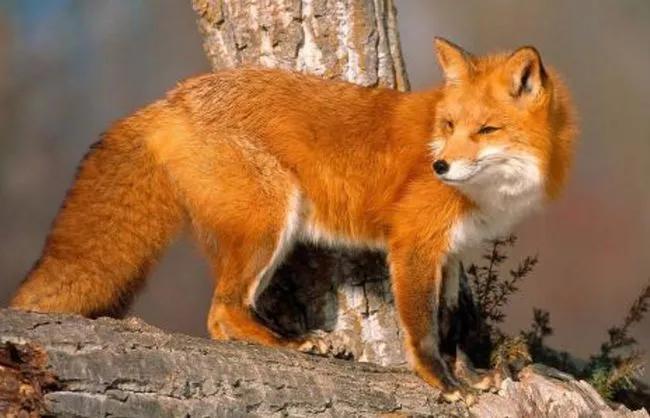 太行犬vs各大猛犬,太行犬vs虎斑犬