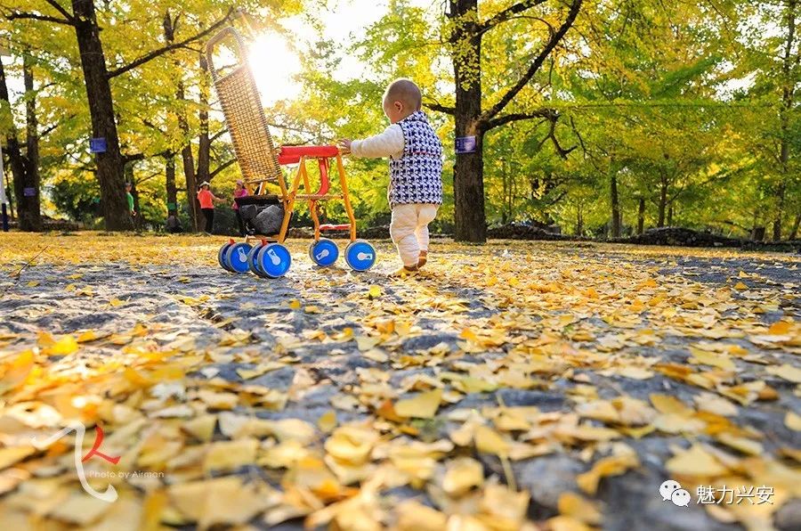 桂林兴安漠川银杏最佳观赏时间,桂林兴安漠川银杏网红打卡地