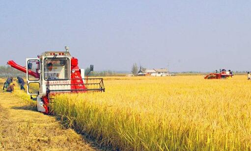 现在的农村发展什么项目能致富,农村未来发展赚钱的项目是什么