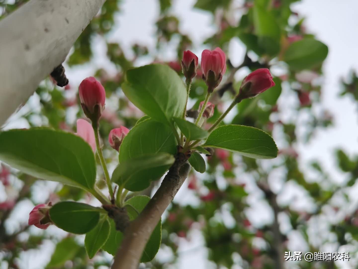 果树专用膨果特效药,果树授粉剂什么时候打最好