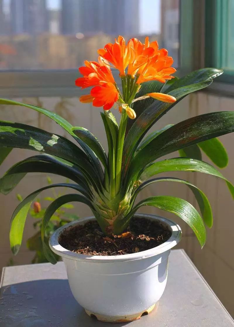 9种“健康花”,客厅一放,吸废气又高档,旺家更旺人