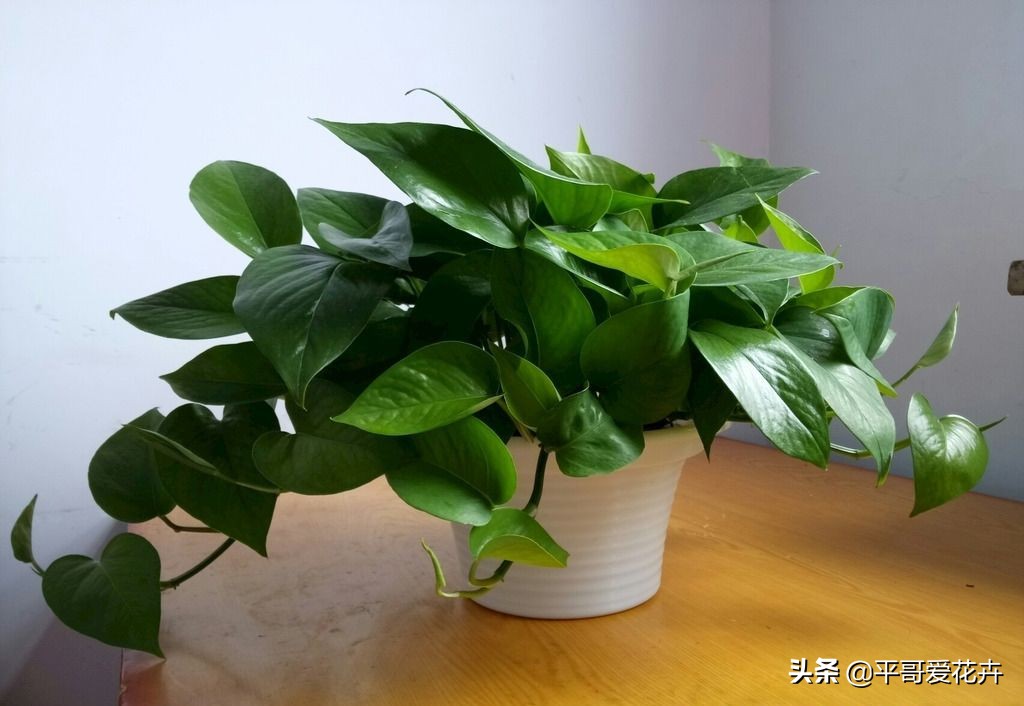 绿萝这样浇水不黄叶不烂根,绿萝怎么养才不会黄叶使叶绿肥厚