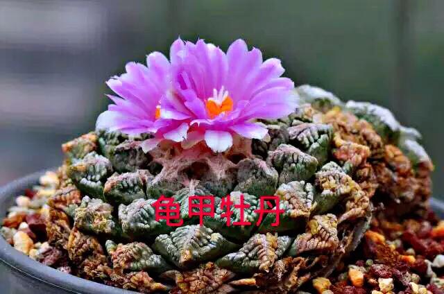 长寿花属多肉类植物,多肉类植物有哪些