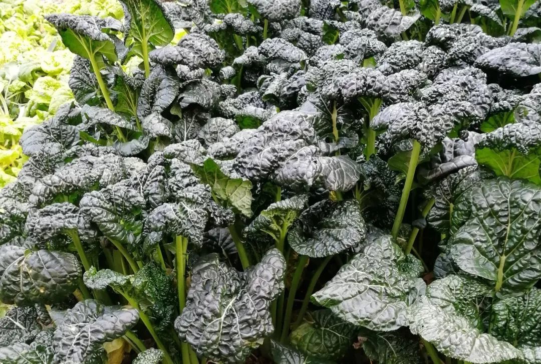 扬州宝应黑菜价格,宝应县黑菜