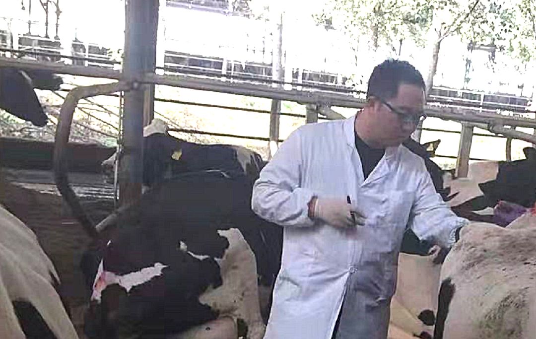 梭菌感染,梭菌感染牛啥症状