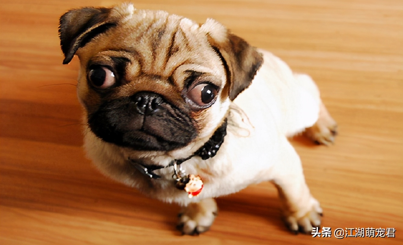 巴哥呼吸臭得很怎么办,有什么办法去除巴哥的体臭