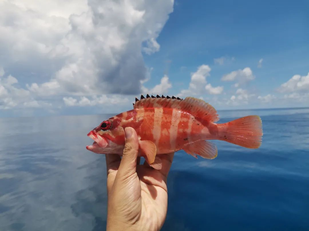 开海季都有什么海鲜,开海了这些生猛海鲜