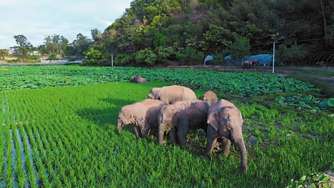 云南象群迁徙事故,云南象群破坏庄稼