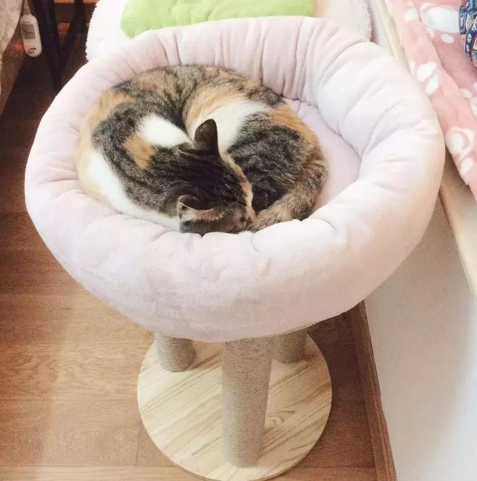 小佩猫窝布偶,小佩猫窝事件