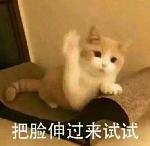 坦克小希和牧野奇迹怎么选,坦克小希和醇粹猫粮哪个好