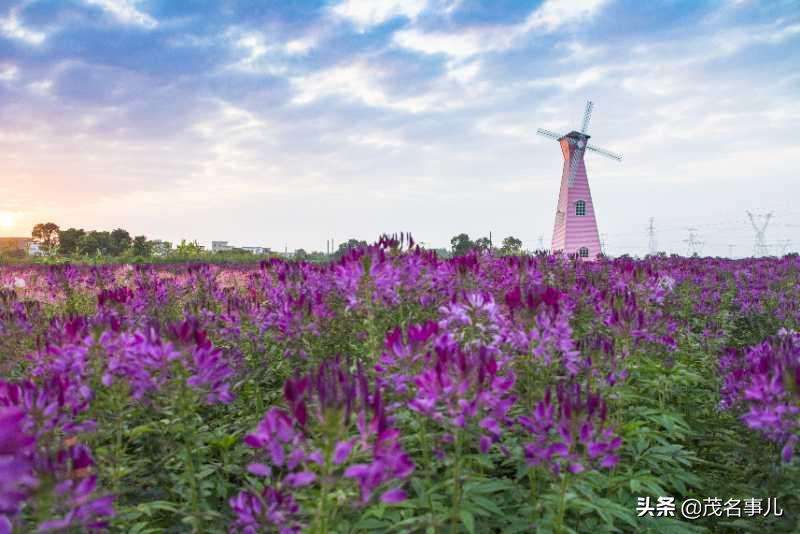 茂名十大美丽乡村电白,茂名电白乡村风光