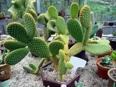 摄影艺术100种花的花语太全了,100种花卉和花语