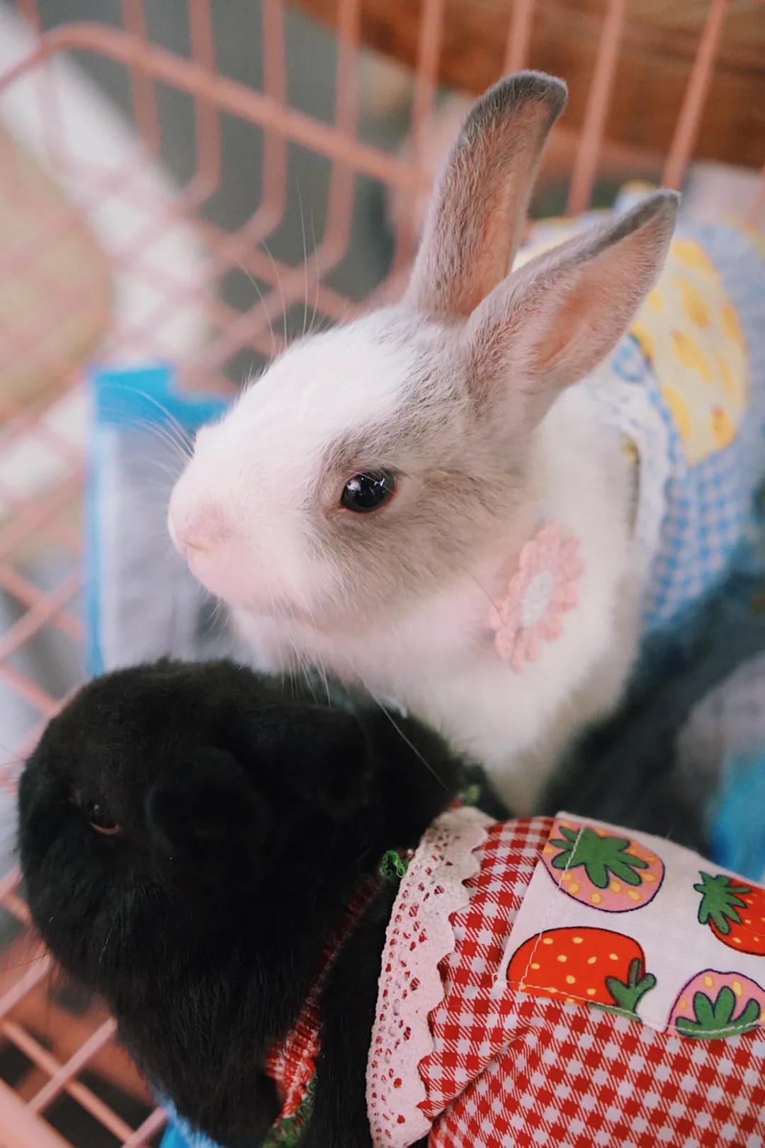 兔子馆三里屯,深圳三里屯兔子馆