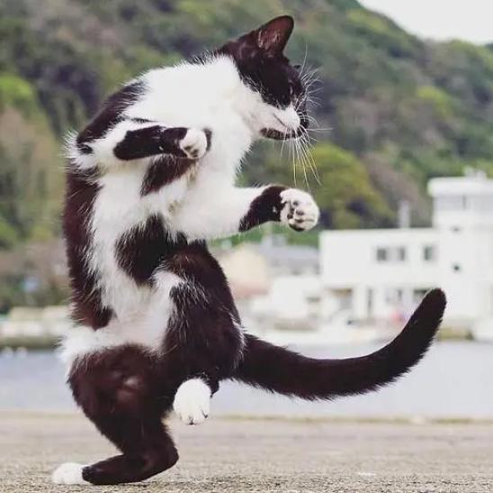 猫咪大战争功夫猫值得买吗,猫咪大战争打三阶功夫猫