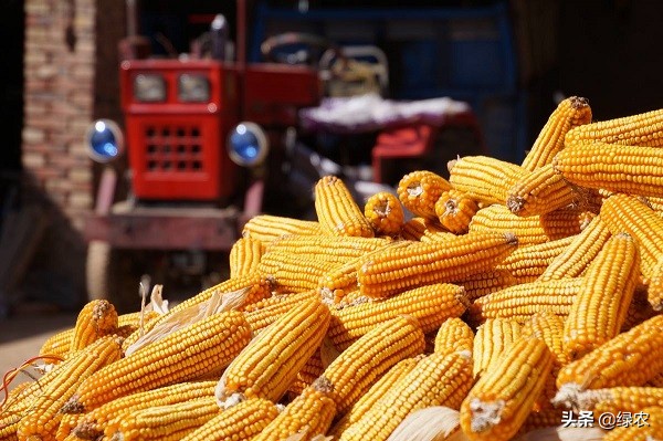 哪个玉米最好吃卖得最快,玉米最好吃的是哪种
