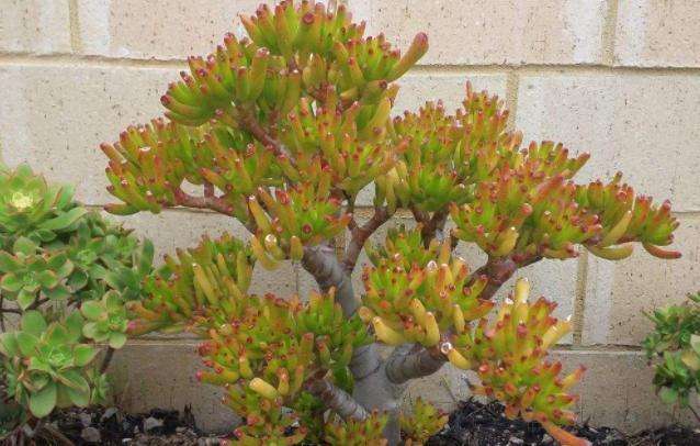 有招财守财寓意的花,招财纳财的花