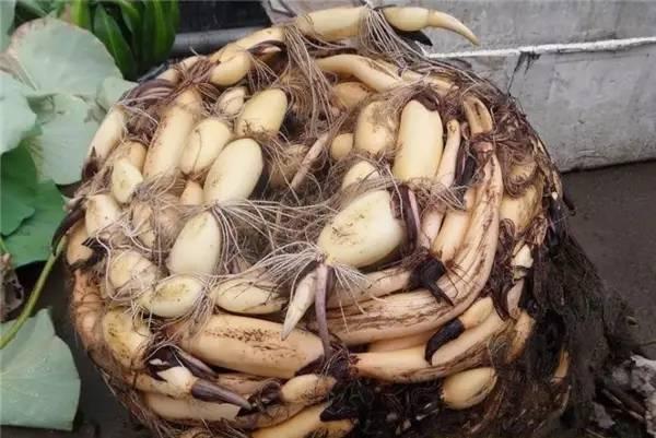 捡起泥巴种荷花,捡一个坛子种花