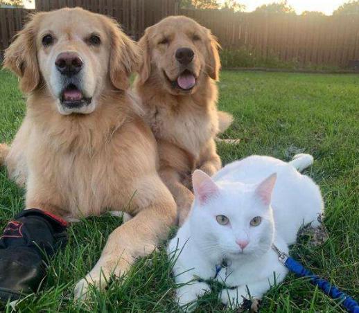 最受欢迎的十种狗狗排名,全世界最受欢迎的十种狗狗