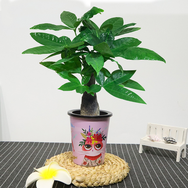 如何选择家中花卉植物盆栽,家庭常见的盆栽花卉的养护与管理