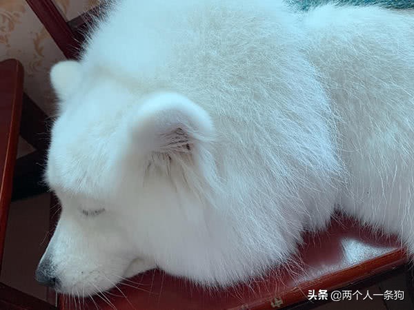 萨摩耶有多贪玩,萨摩耶玩耍日常